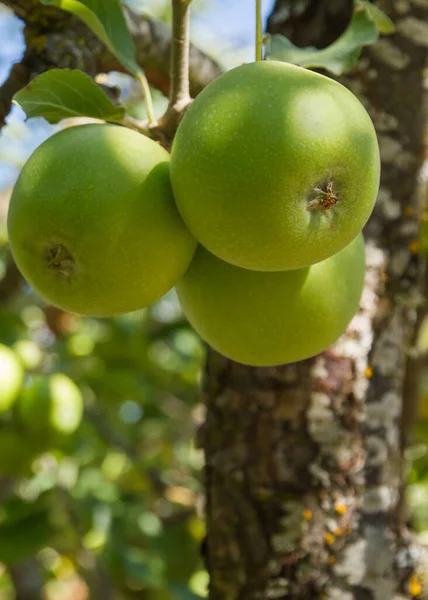 Три яблока на дереве — стоковое фото