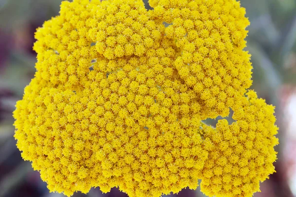 Yellow Flower Achillea Filipendulina — Stock Photo, Image