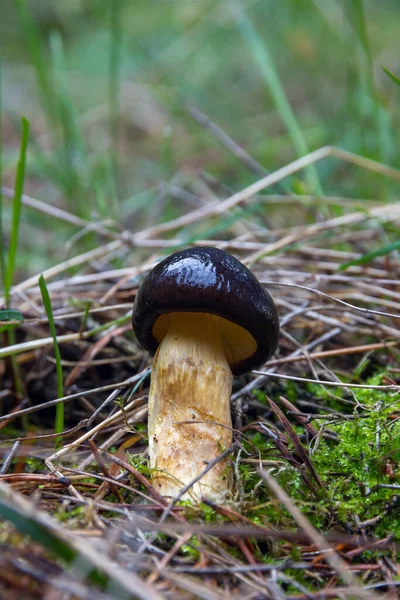 Mushroom Hygrophorus hypothejus — Stock Photo, Image