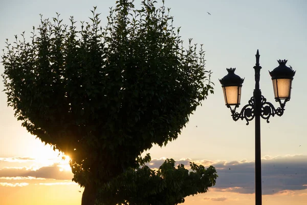 Lamppost y árbol retroiluminado y puesta de sol —  Fotos de Stock