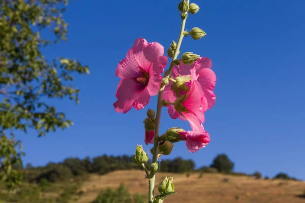 Flower Hollyhock Sunny Hill Sky Background — Stock Photo, Image