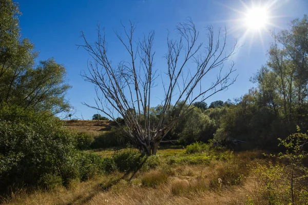 Vrba Strom Podsvícení Suché Obloze Pozadí Sluncem — Stock fotografie