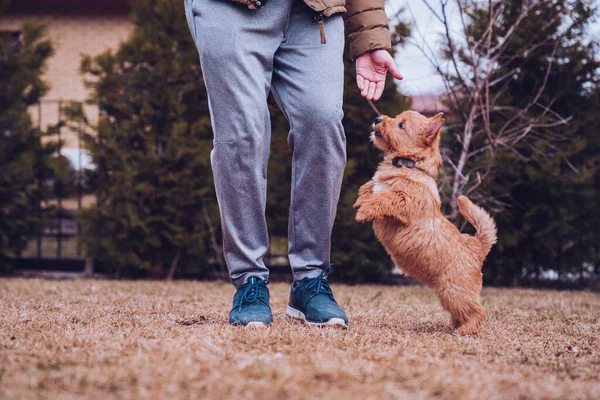 Homem Deleite Seu Cão Enquanto Caminha País — Fotografia de Stock