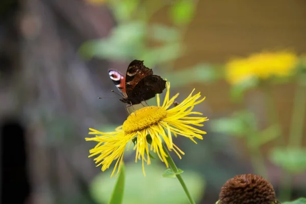 Papillon Est Assis Sur Fleur Jaune — Photo