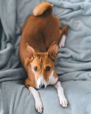 Zencefilli bir kafa ilginç bir portresi nadir bulunan tüylü yün bir yatak örtüsü üzerinde bağıran Afrikalı bir Basenji köpeği..