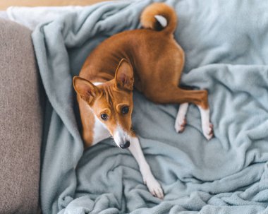 Sıcak ve rahat bir portre, küçük kızıl saçlı Afrikalı, havlamayan, Basenji köpeği, rahat bir yatak örtüsü üzerinde..