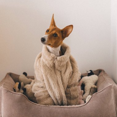 Fluffy and warm portrait of a small red head african barkless basenji dog in a bed wearing a cosy jacket. clipart