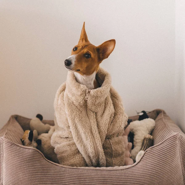 Fluffy Warm Portrait Small Red Head African Barkless Basenji Dog — Stock Photo, Image