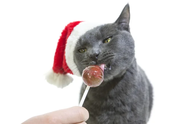 Cat Santa lamiendo una piruleta. Gris divertido gato santa - lindo Cristo — Foto de Stock