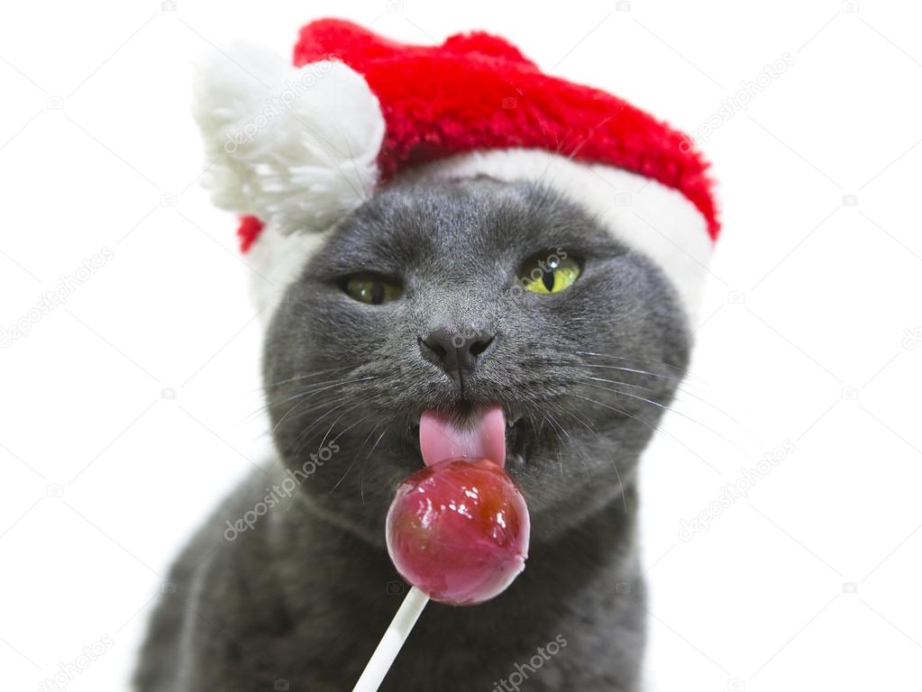Cat Santa licking a lollipop. Funny Gray Cat Santa - Cute Christ