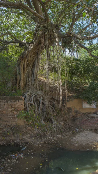 Banyan Tree near Old destroyed fort in the Rajsamand district ne — Stock Photo, Image