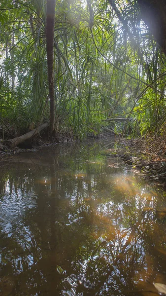 Landscape with a stream. — Stock Photo, Image