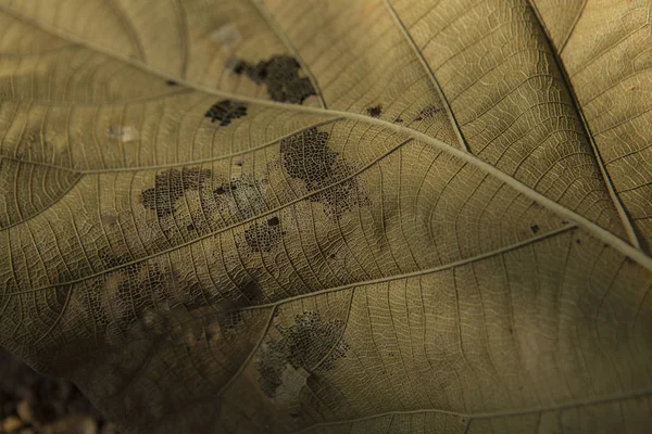 Textura seca da folha close-up. Textura da folha seca velha . — Fotografia de Stock