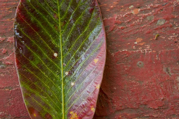 Folha multicolorida brilhante de uma árvore em um backgroun de Grunge rachado — Fotografia de Stock