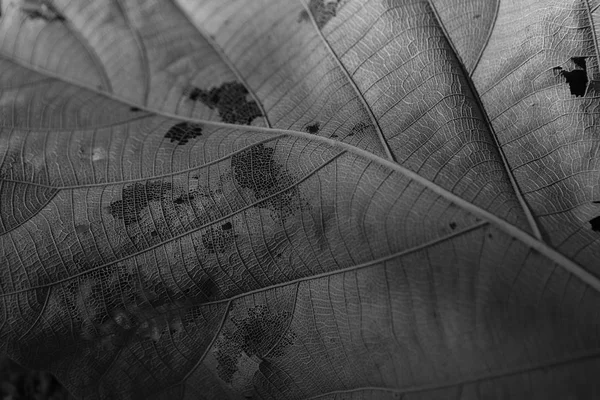 Fondo blanco y negro abstracto, monocromo. Textura de hoja seca — Foto de Stock
