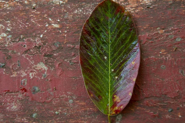 Parlak renkli yaprak bir ağacın üzerinde bir Grunge kırık adam — Stok fotoğraf