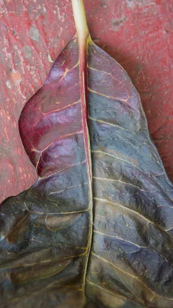Folha multicolorida brilhante de uma árvore em um backgroun de Grunge rachado — Fotografia de Stock