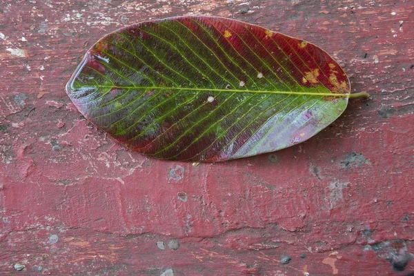 Folha multicolorida brilhante de uma árvore em um backgroun de Grunge rachado — Fotografia de Stock