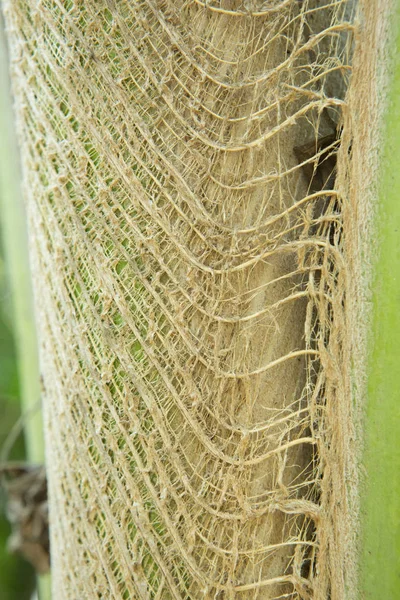 Corteza de tronco de árbol. Textura del tronco de cocotero . — Foto de Stock