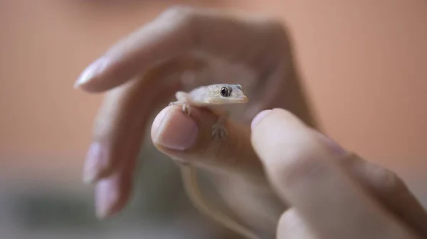 Gecko lizard on the human hand Close-up