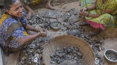 Goa, Hindistan, 2016. Hintli kadın temizlik midye 