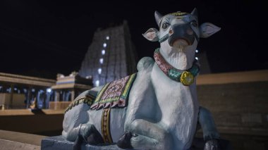 Arunacheshvara Tapınağı. Nandi yakın çekim Hint Shiva Tapınağı