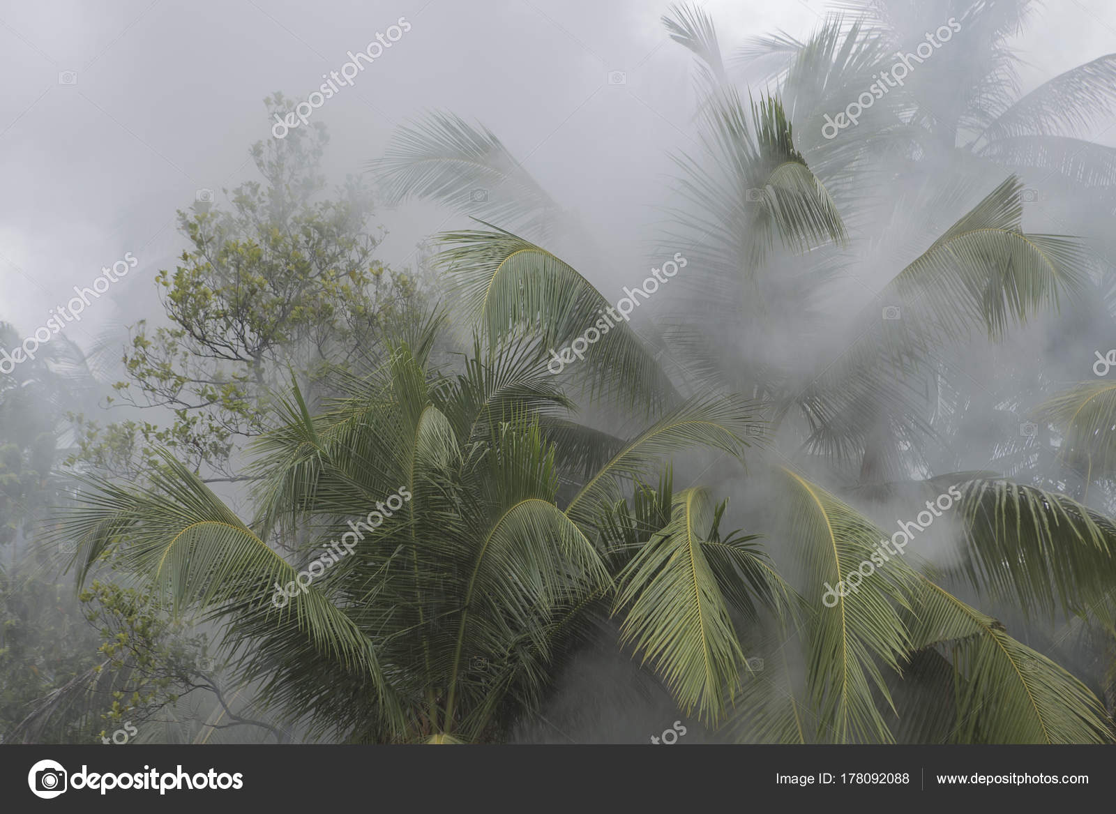 Resultado de imagen de humo en la selva