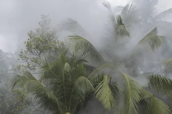 Fire in the rainforest. Forest in the smoke. Smoke poured in the — Stock Photo, Image