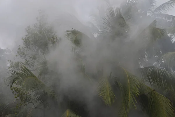 Fire in the rainforest. Forest in the smoke. Smoke poured in the — Stock Photo, Image