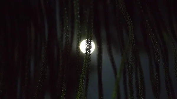 Лунный свет. Полнолуние. Крупный план Силуэты ветвей деревьев в т — стоковое фото