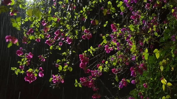 Цветок под дождем. "Фиолетовый сад" в Раине в конце XIX века — стоковое фото