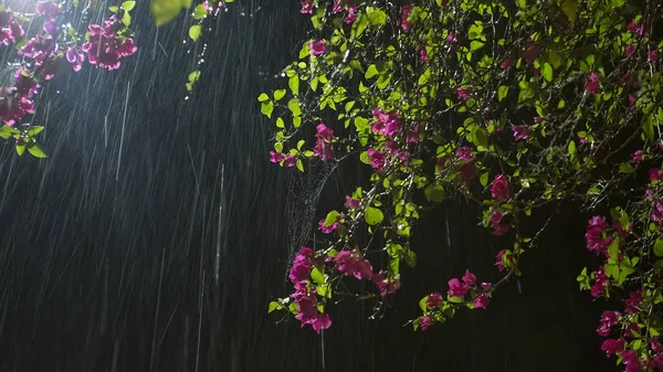 Flor bajo la lluvia. Hermosas flores de jardín púrpura en la lluvia en el b Imágenes de stock libres de derechos