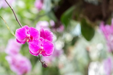 Orkide çalıları izole edilmiş. Bulanık arkaplanda diğer bitkilerle