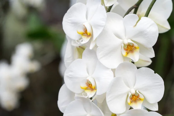 Arbustos Orquídeas Isolados Com Outras Plantas Fundo Desfocado — Fotografia de Stock