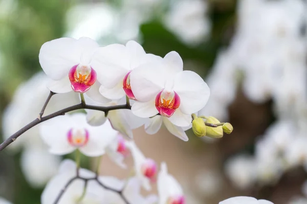Orkide çalıları izole edilmiş. Bulanık arkaplanda diğer bitkilerle