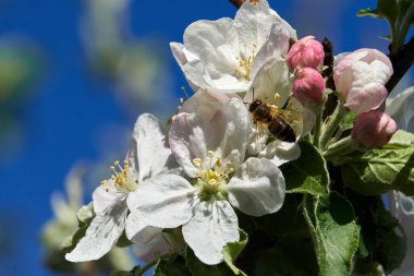Arılar güneşli bir günde elma çiçeklerinde sürünürler. Nektar ve çiçek direklerini toplayın.