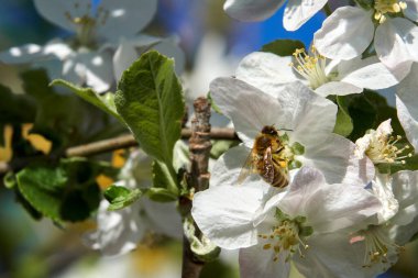 Arılar güneşli bir günde elma çiçeklerinde sürünürler. Nektar ve çiçek direklerini toplayın.