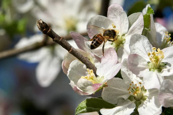 Arılar güneşli bir günde elma çiçeklerinde sürünürler. Nektar ve çiçek direklerini toplayın.
