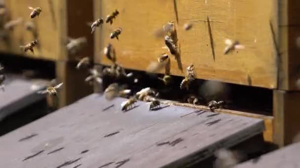 Közeli Felvétel Repülő Méhek Előtt Méhek Dobozok Egy Napsütéses Napon — Stock videók
