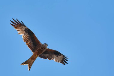 Kırmızı uçurtma mavi gökyüzü ile güneşli bir günde geniş kanatlarla havada uçar. Boşluğu kopyala