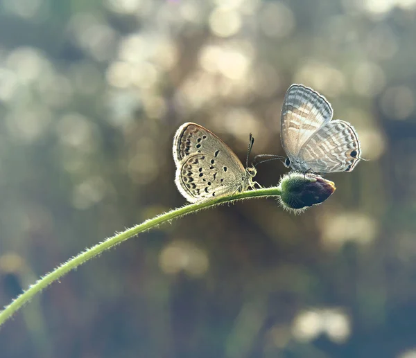 Zwei Schmetterlinge Auf Natürlichem Hintergrund — Stockfoto