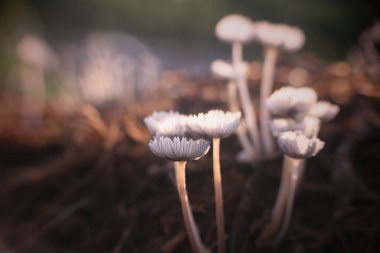 Ormanın arka planında güzel çiçekler