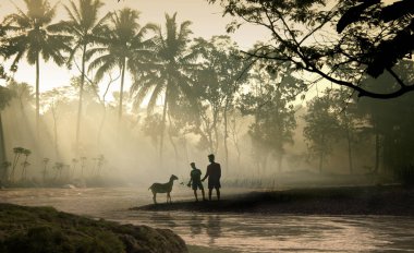 Nehrin kenarında kuzu çobanı var. Yogyakarta, Endonezya. 15 Mayıs 2011
