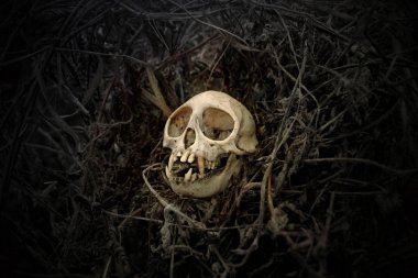 doğal arka plan üzerinde kafatası nesnesi