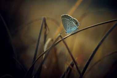 doğal arka planda kelebek, yakın