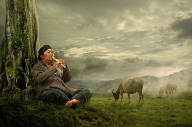 Bufalllo sürüsü, Kalimantan, Endonezya, 24 Mart 2012