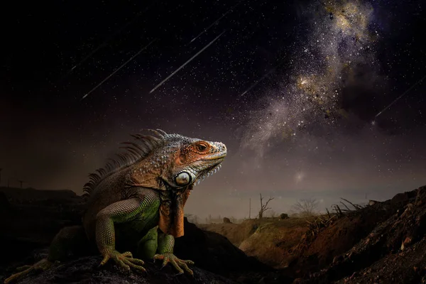 Iguana Állat Természetes Háttér — Stock Fotó