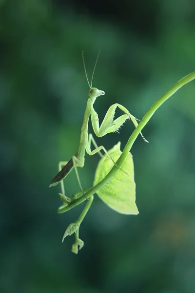 Yeşil Bitki Mantis Yakın Çekim — Stok fotoğraf