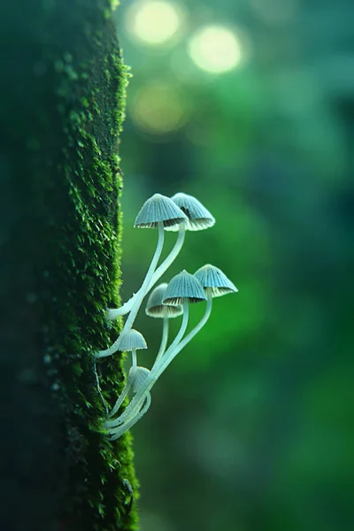 White Mushrooms Green Background — Stock Photo, Image