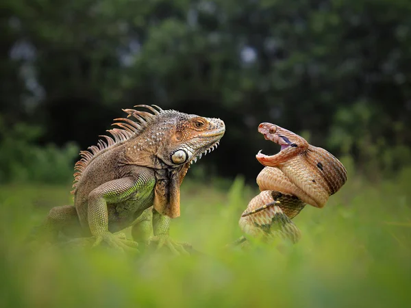 Iguana Cobra Animais Fundo Natural — Fotografia de Stock
